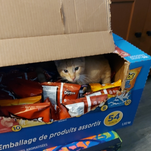 Meet your Posher, Kimmie - Picture 1 of 1